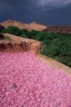/album/galerie-de-photos-kelaa-mgouna/fte-des-roses-2-jpg/